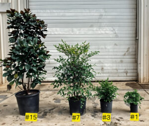 Four identical plants in different pot sizes, each exhibiting unique growth characteristics, highlight the significance of stock sizes.