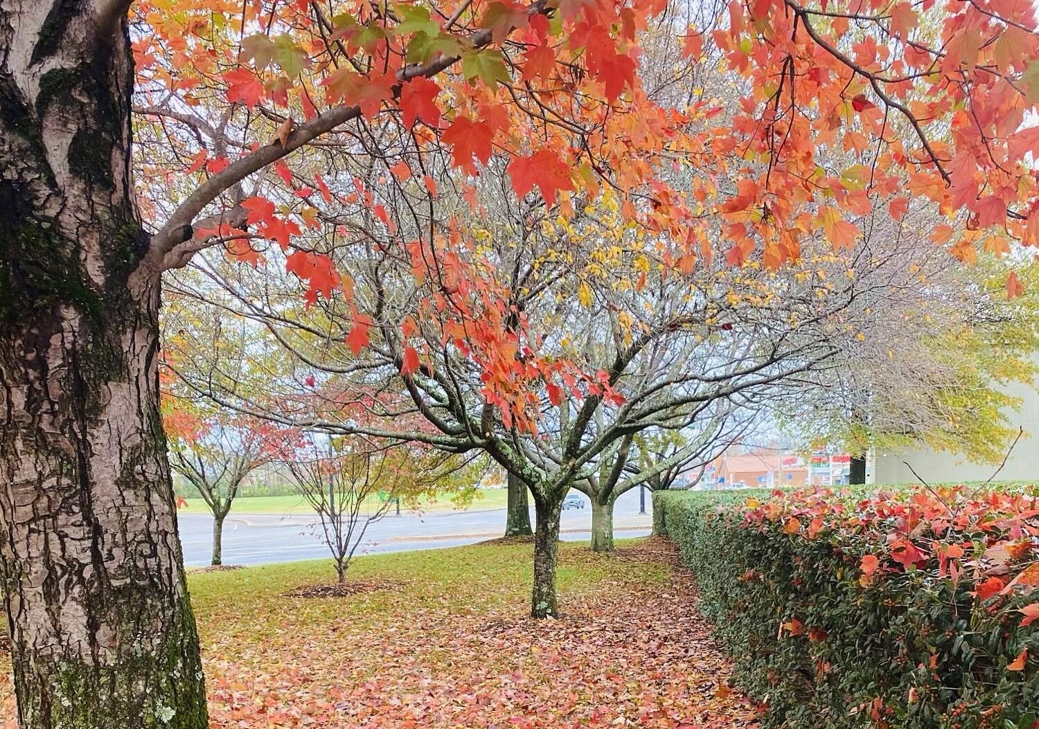 Crew removing fallen leaves from a commercial lawn
