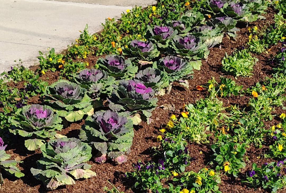 Fresh mulch in a commercial landscape bed